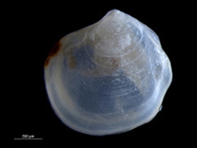 Thyasira flexuosa &copy; <div class="fn value">
Hans Hillewaert</div>