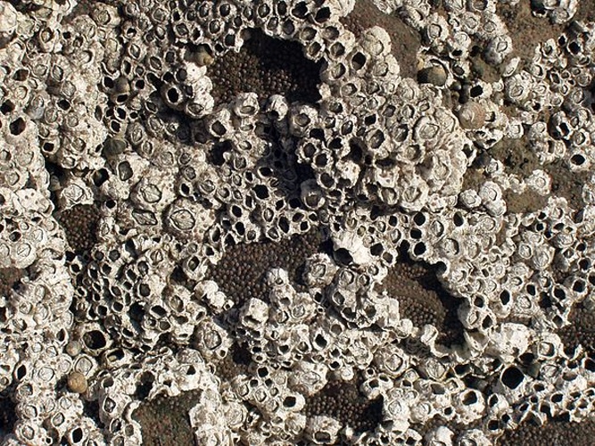 Semibalanus balanoides &copy; <a href="//commons.wikimedia.org/wiki/User:Stemonitis" title="User:Stemonitis">Stemonitis</a>