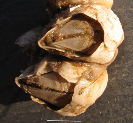 Balanus eburneus &copy; Auguste Le Roux