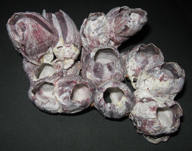 Megabalanus tintinnabulum © <a href="//commons.wikimedia.org/wiki/User:B_kimmel" title="User:B kimmel">B kimmel</a>