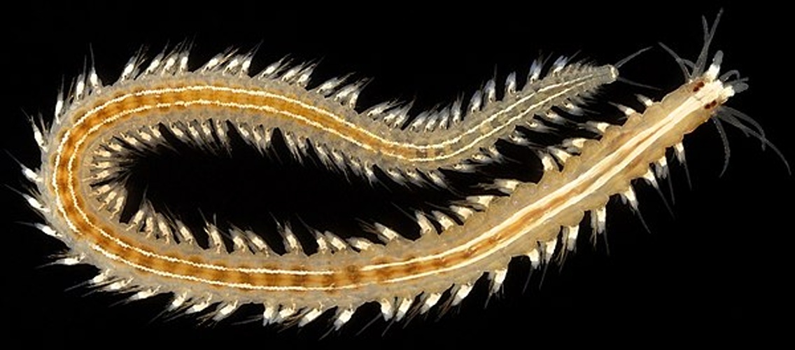 Neanthes fucata &copy; Arne Nygren/Sjøfartsmuseet Akvariet Gøteborg