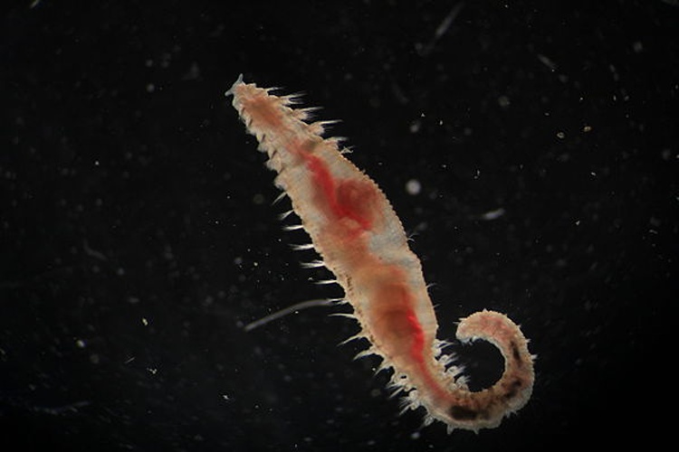 Scalibregma inflatum © <a href="//commons.wikimedia.org/w/index.php?title=User:MarinFaunistik&amp;action=edit&amp;redlink=1" class="new" title="User:MarinFaunistik (page does not exist)">MarinFaunistik</a>