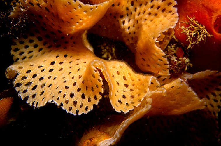 Reteporella grimaldii &copy; <a href="//commons.wikimedia.org/w/index.php?title=User:Parent_G%C3%A9ry&amp;action=edit&amp;redlink=1" class="new" title="User:Parent Géry (page does not exist)">Parent Géry</a>