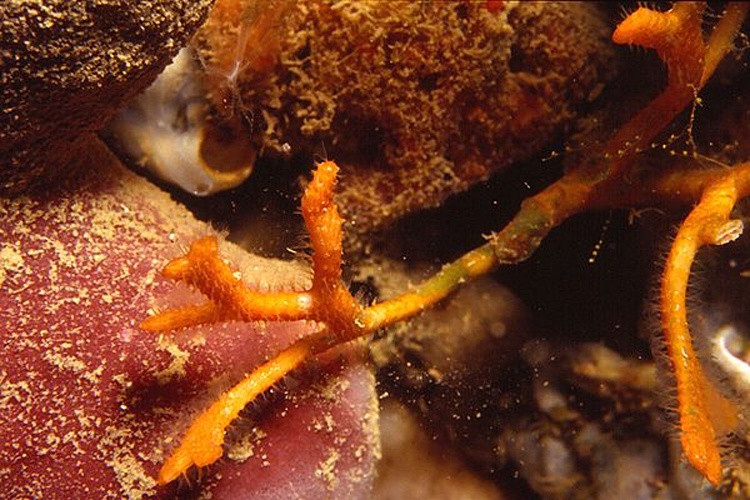 Smittina cervicornis © <a href="//commons.wikimedia.org/w/index.php?title=User:Parent_G%C3%A9ry&amp;action=edit&amp;redlink=1" class="new" title="User:Parent Géry (page does not exist)">Parent Géry</a>