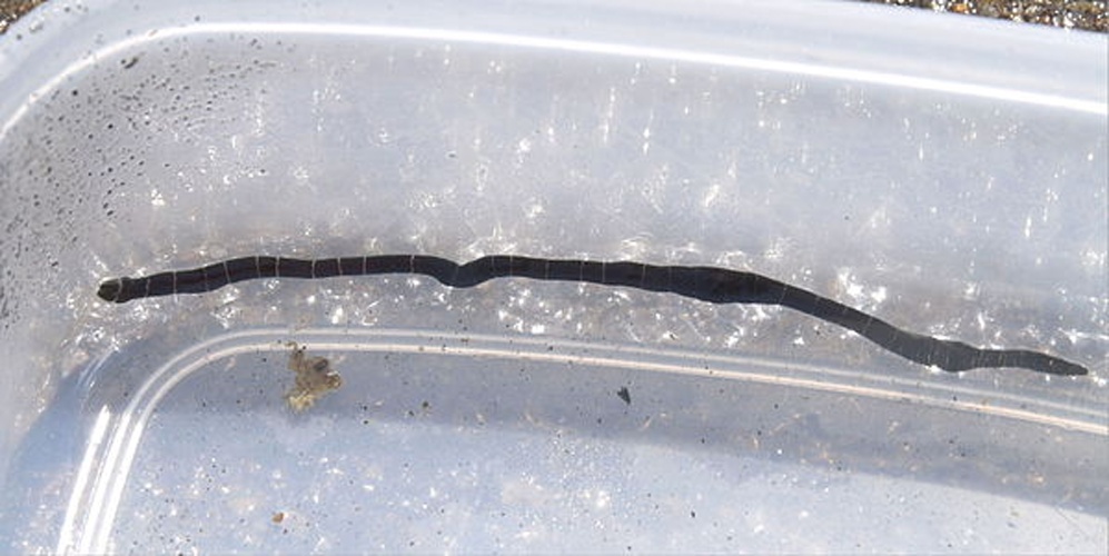 Notospermus geniculatus © Keisotyo