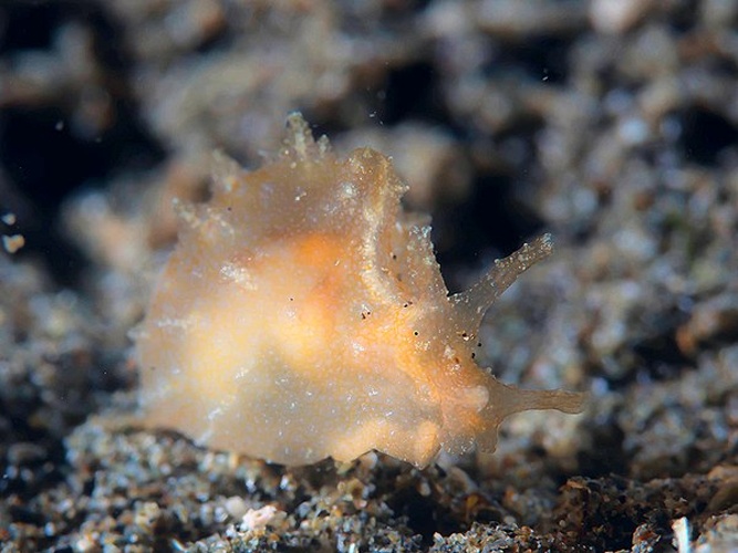 Notarchus indicus &copy; <a rel="nofollow" class="external text" href="https://www.flickr.com/people/125265709@N08">Rickard Zerpe</a>