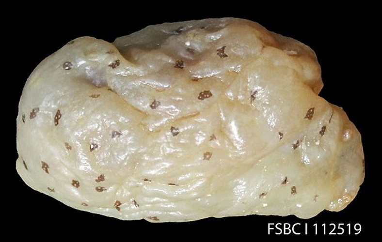 Notarchus punctatus &copy; <a rel="nofollow" class="external text" href="https://www.flickr.com/people/47377886@N05">FWC Fish and Wildlife Research Institute</a>