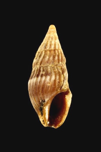 Crassopleura maravignae &copy; Credit:©MNHN - Lardeur A  Project:RECOLNAT