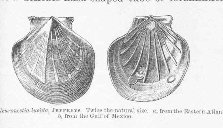 Similipecten similis © <bdi><a href="https://en.wikipedia.org/wiki/en:Charles_Wyville_Thomson" class="extiw" title="w:en:Charles Wyville Thomson">Charles Wyville Thomson</a>
</bdi>