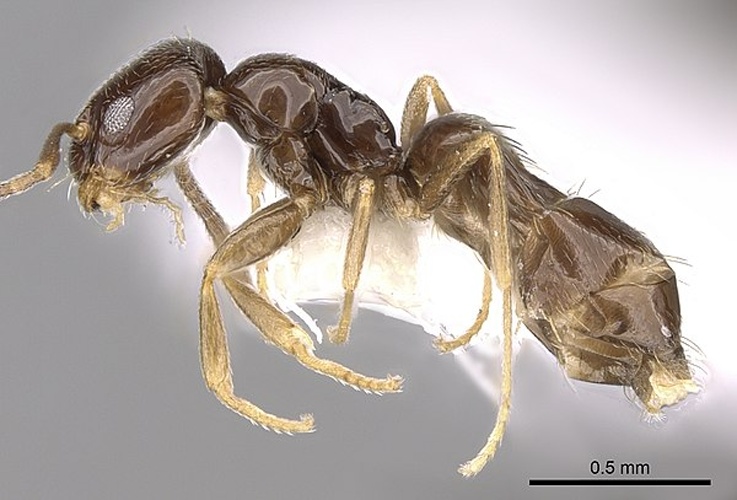 Plagiolepis vindobonensis &copy; Cerise Chen