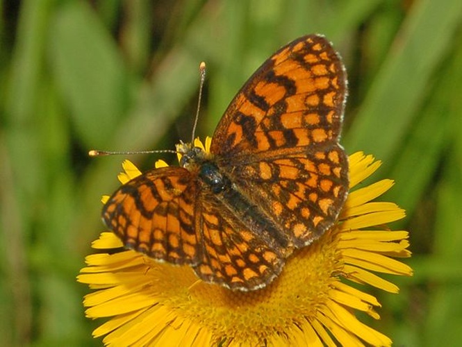 Melitaea nevadensis © <a href="//commons.wikimedia.org/wiki/User:Hectonichus" title="User:Hectonichus">Hectonichus</a>