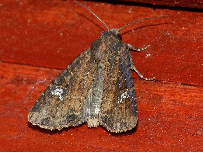 Mesapamea secalella &copy; <a rel="nofollow" class="external text" href="https://www.flickr.com/people/155939562@N05">Ilia Ustyantsev</a> from Russia