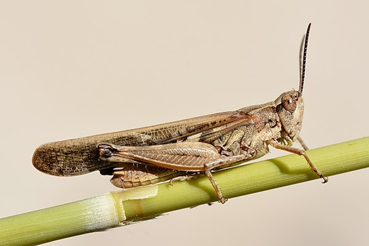 Aiolopus puissanti © <a rel="nofollow" class="external text" href="https://www.flickr.com/people/9082612@N05">Gilles San Martin</a> from Namur, Belgium