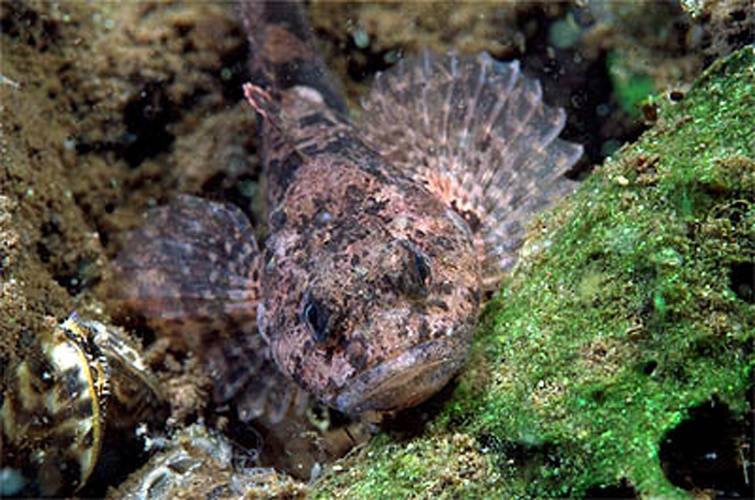 Cottus perifretum &copy; 