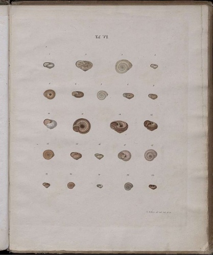 Trochulus striolatus &copy; Carl Pfeiffer 1821