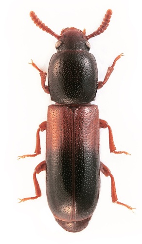 Corticeus fasciatus © Stanislav Snäll