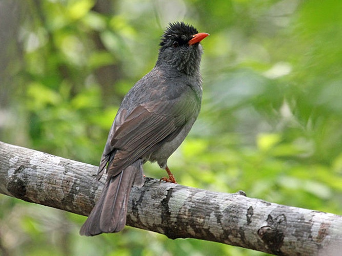 Malagasy Bulbul &copy; <a href="//commons.wikimedia.org/wiki/User:DickDaniels" title="User:DickDaniels">DickDaniels</a> (<a rel="nofollow" class="external free" href="http://carolinabirds.org/">http://carolinabirds.org/</a>)