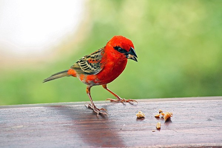 Red Fody © Marion Schneider &amp; Christoph Aistleitner