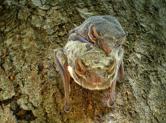 Mauritian tomb bat © <a rel="nofollow" class="external text" href="https://www.flickr.com/photos/42244964@N03/">Frank Vassen</a>