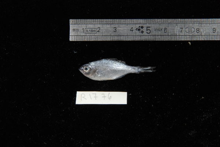 Kuhlia rupestris &copy; Serge Planes