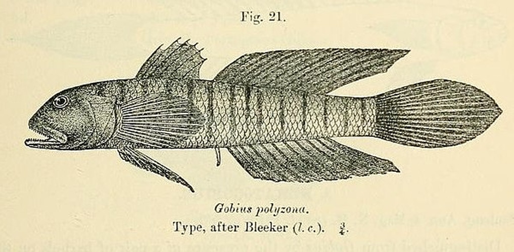 Chinestripe goby © Boulenger, George Albert, 1858-1937
