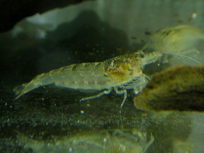 Caridina typus © ふうけ