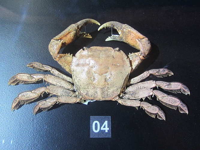 Varuna litterata © <a href="//commons.wikimedia.org/w/index.php?title=User:SSR2000&amp;action=edit&amp;redlink=1" class="new" title="User:SSR2000 (page does not exist)">SSR2000</a>