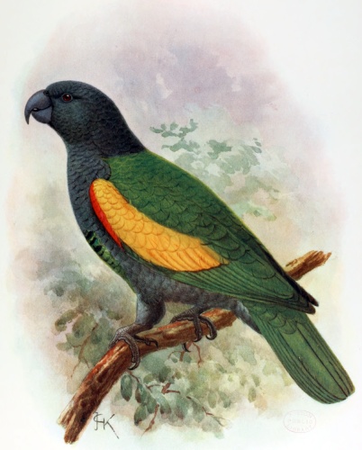 Guadeloupe Amazon &copy; <bdi><a href="https://en.wikipedia.org/wiki/en:John_Gerrard_Keulemans" class="extiw" title="w:en:John Gerrard Keulemans">John Gerrard Keulemans</a>
</bdi>