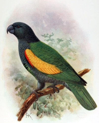 Guadeloupe Amazon © <bdi><a href="https://en.wikipedia.org/wiki/en:John_Gerrard_Keulemans" class="extiw" title="w:en:John Gerrard Keulemans">John Gerrard Keulemans</a>
</bdi>