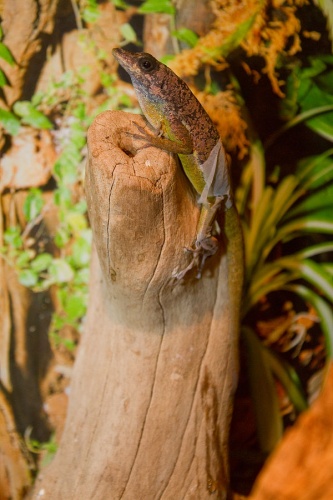 Martinique's Anole © <a rel="nofollow" class="external text" href="https://www.flickr.com/people/19731486@N07">Brian Gratwicke</a>