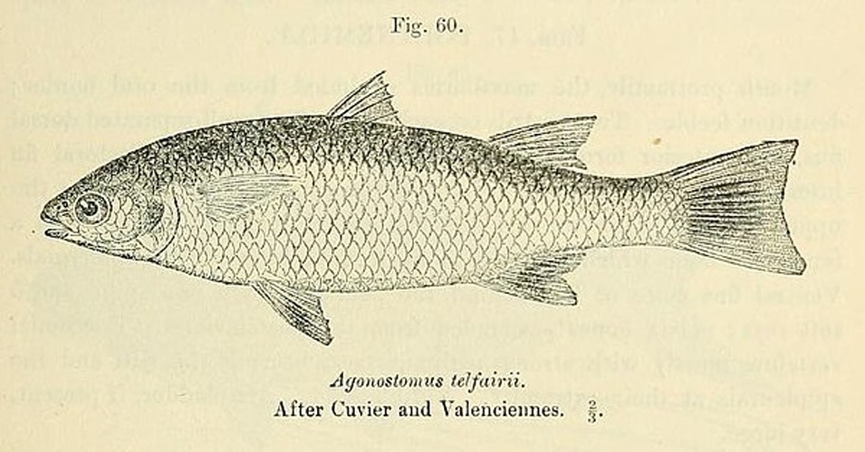 Agonostomus telfairii © Boulenger, George Albert, 1858-1937