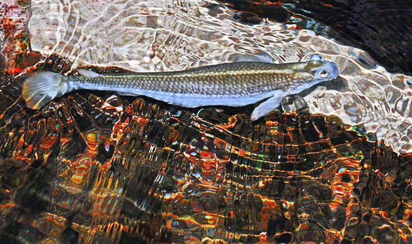 Anableps anableps &copy; <a href="//commons.wikimedia.org/wiki/User:Michael_G%C3%A4bler" title="User:Michael Gäbler">Michael Gäbler</a>