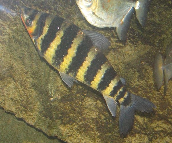 Leporinus fasciatus © <a href="//commons.wikimedia.org/wiki/User:Ltshears" title="User:Ltshears">Ltshears</a>