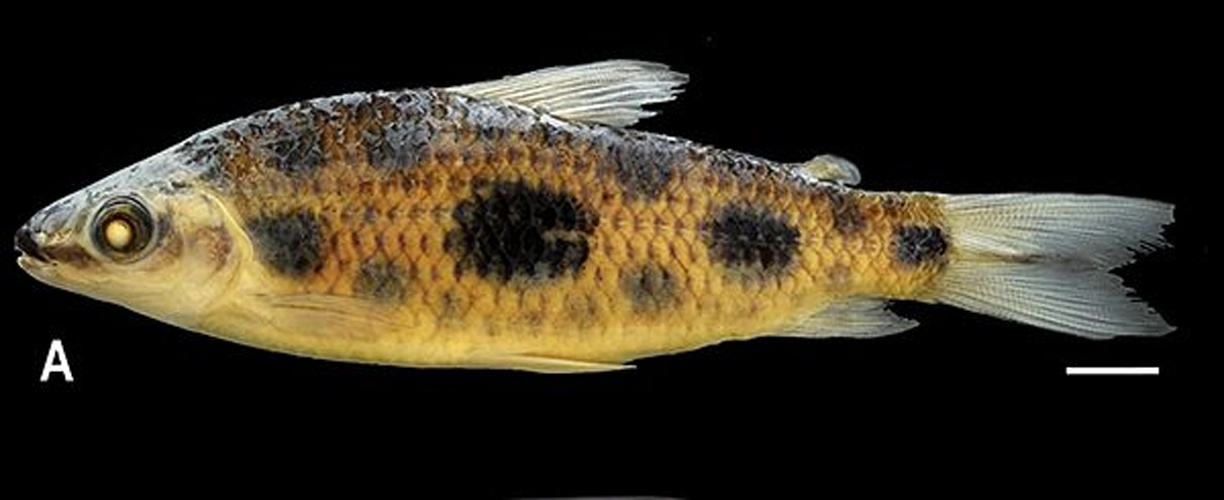 Leporinus gossei © Melo BF, Benine RC, Britzke R, Gama CS, Oliveira C