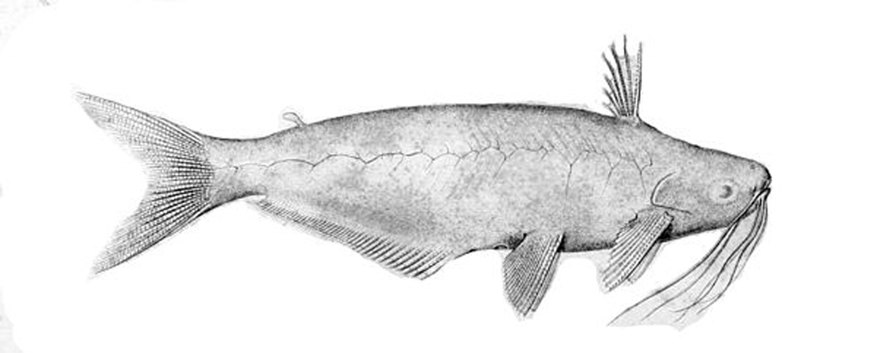 Auchenipterus dentatus &copy; Wienker