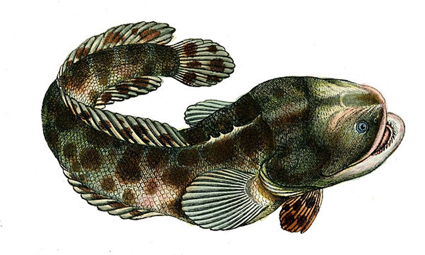 Pacuma toadfish © J. F. Hennig