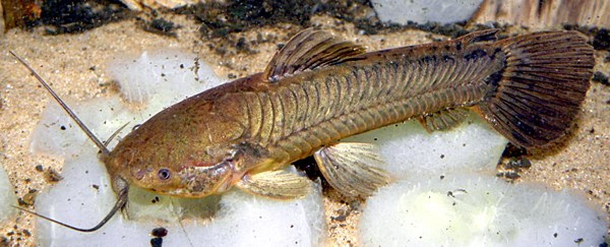 Callichthys callichthys © <a href="//commons.wikimedia.org/wiki/User:CHUCAO" title="User:CHUCAO">CHUCAO</a>