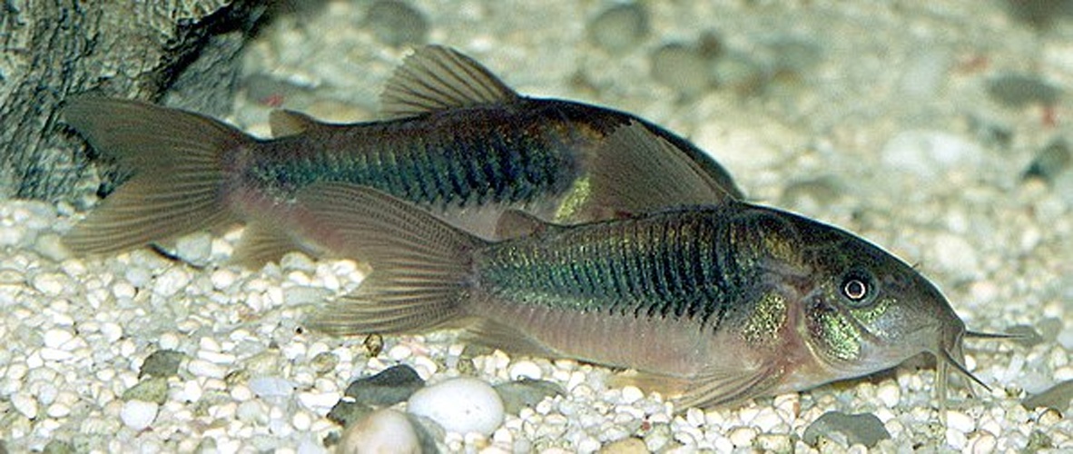 bronze corydoras © 