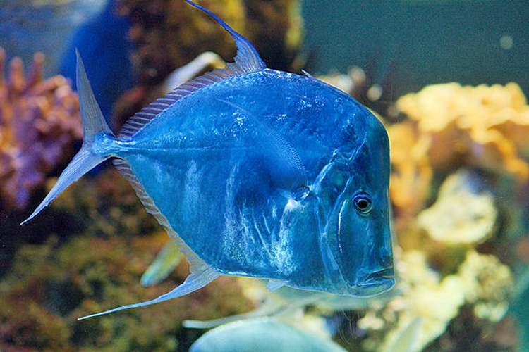 Lookdown © <a href="//commons.wikimedia.org/wiki/User:MatthiasKabel" title="User:MatthiasKabel">User:MatthiasKabel</a>