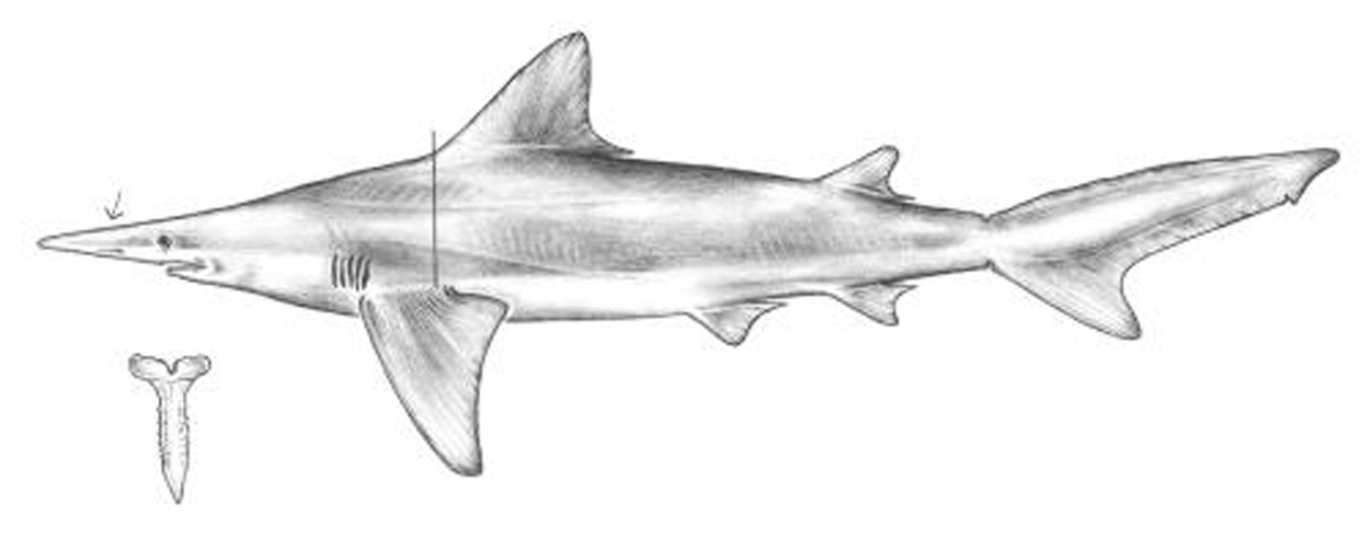 daggernose shark © Mark Grace