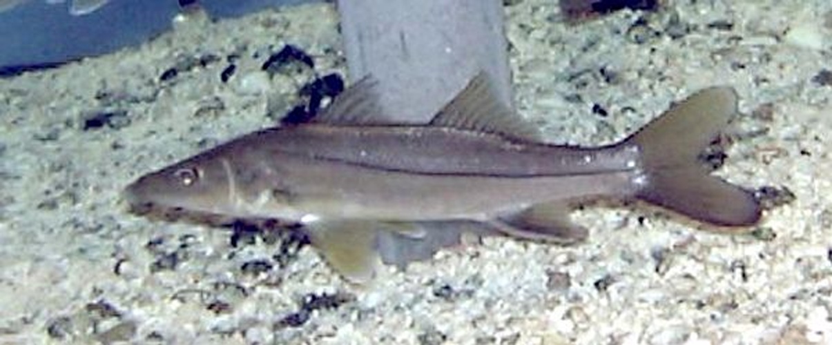 Common snook &copy; 