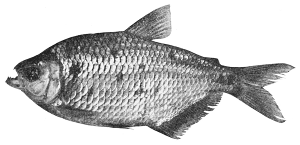 Astyanax bimaculatus © <span lang="en">Unknown</span>