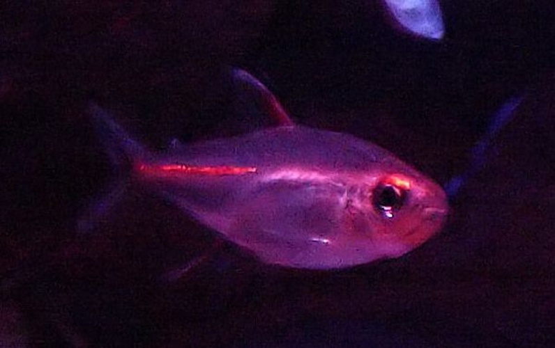 Hemigrammus erythrozonus &copy; Nevit Dilmen