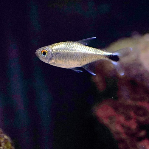 gold tetra © <a href="//commons.wikimedia.org/wiki/User:Daiju_Azuma" title="User:Daiju Azuma">Daiju Azuma</a>