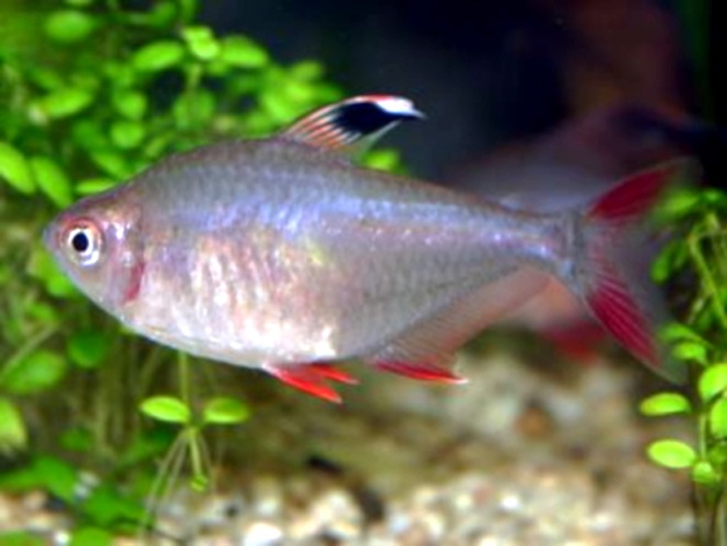 Hyphessobrycon bentosi © <a href="https://en.wikipedia.org/wiki/de:User:Euripides" class="extiw" title="w:de:User:Euripides">Euripides</a> at <a href="https://en.wikipedia.org/wiki/de:" class="extiw" title="w:de:">German Wikipedia</a>