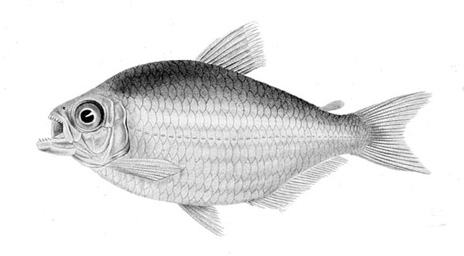 Moenkhausia grandisquamis © C. Haas