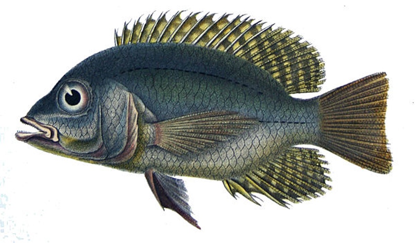 Chaetobranchus flavescens © Oudart