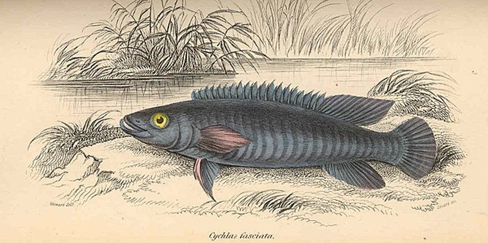 Crenicichla johanna &copy; <bdi><a href="https://en.wikipedia.org/wiki/en:Robert_Hermann_Schomburgk" class="extiw" title="w:en:Robert Hermann Schomburgk">Robert Hermann Schomburgk</a>
</bdi>