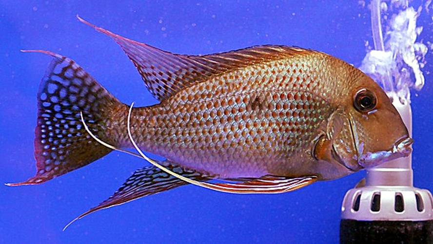Geophagus surinamensis © <a href="//commons.wikimedia.org/wiki/User:Lerdsuwa" title="User:Lerdsuwa">Lerdsuwa</a>