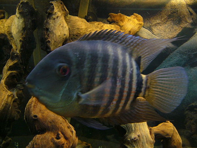 Severum © moi même